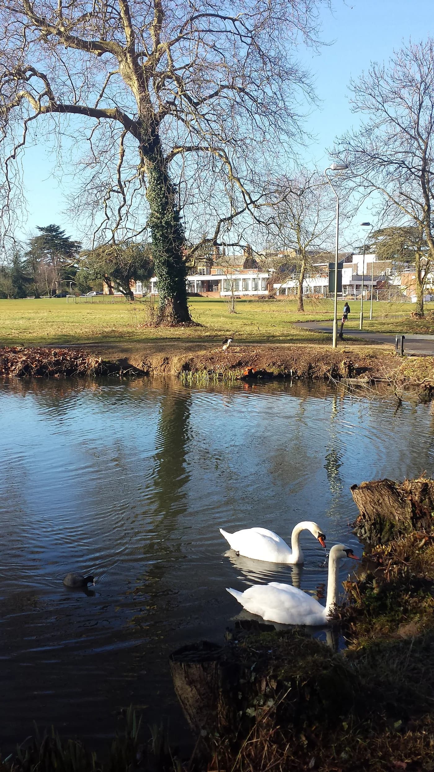 جامعة ريدينغ — Whiteknights Lake 2015-02-17.jpg